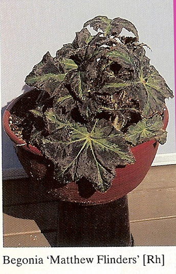 B. ‘Matthew Flinders’
